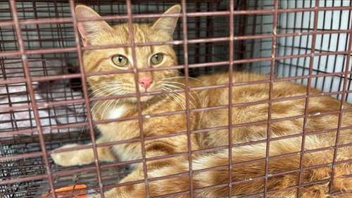 A654584, Adult Domestic Short Hair (medium coat), cat for adoption in Friendswood, Texas