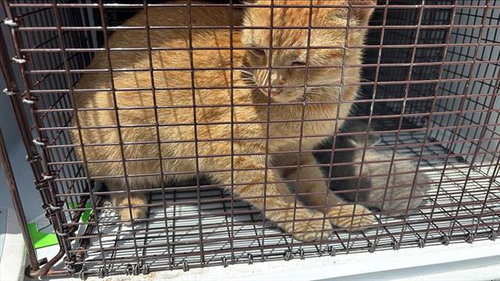 MARMALADE, Adult Domestic Short Hair (medium coat), cat for adoption in Friendswood, Texas