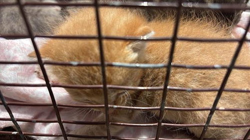 LEMONADE, Baby Domestic Short Hair (medium coat), cat for adoption in Friendswood, Texas