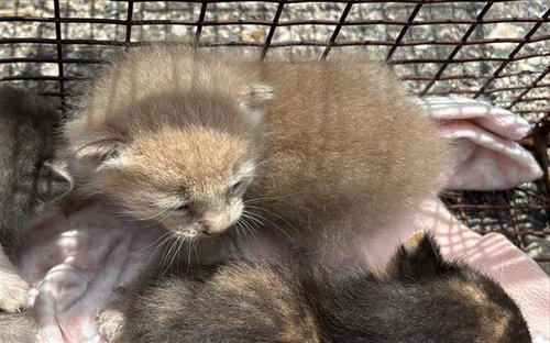 KOOL-AID, Baby Domestic Short Hair (medium coat), cat for adoption in Friendswood, Texas