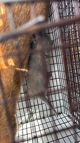 CHERRY, Baby Domestic Short Hair (medium coat), cat for adoption in Friendswood, Texas
