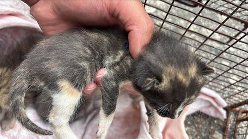 STRAWBERRY, Baby Domestic Short Hair (medium coat), cat for adoption in Friendswood, Texas