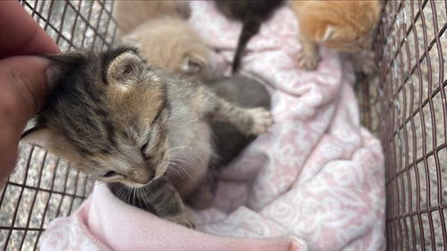 PINEAPPLE, Baby Domestic Short Hair (medium coat), cat for adoption in Friendswood, Texas