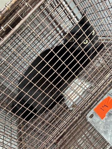 A654614, Adult Domestic Short Hair (short coat), cat for adoption in Friendswood, Texas