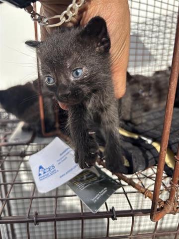 A654615, Baby Domestic Short Hair (short coat), cat for adoption in Friendswood, Texas