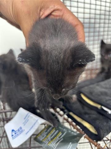 A654616, Baby Domestic Short Hair (short coat), cat for adoption in Friendswood, Texas