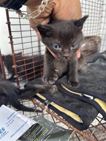 A654618, Baby Domestic Short Hair (short coat), cat for adoption in Friendswood, Texas