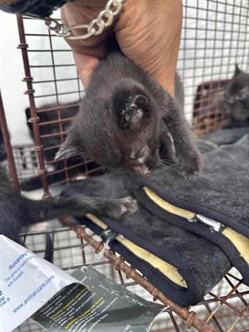 A654620, Baby Domestic Short Hair (short coat), cat for adoption in Friendswood, Texas