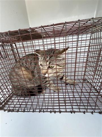 A654611, Young Domestic Short Hair (medium coat), cat for adoption in Friendswood, Texas