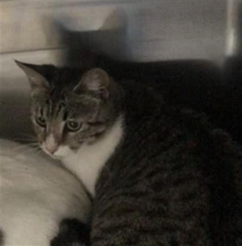LAUREL, Young Domestic Short Hair (medium coat), cat for adoption in Friendswood, Texas