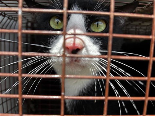 BERRY, Adult Domestic Short Hair (short coat), cat for adoption in Friendswood, Texas