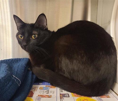 COSMIC, Young Domestic Short Hair (medium coat), cat for adoption in Friendswood, Texas