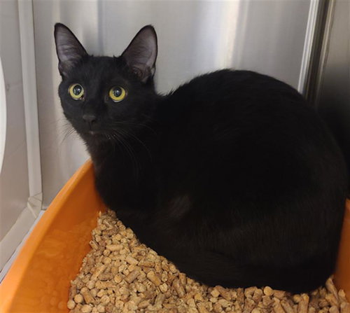 NAVO, Young Domestic Short Hair (medium coat), cat for adoption in Friendswood, Texas