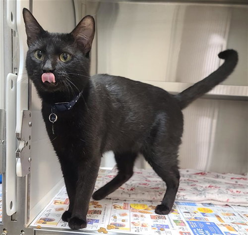 ITACHI, Adult Domestic Short Hair (medium coat), cat for adoption in Friendswood, Texas