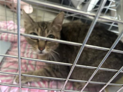A654668, Young Domestic Short Hair (short coat), cat for adoption in Friendswood, Texas