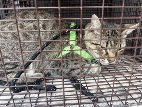 PANCHO, Young Domestic Short Hair (short coat), cat for adoption in Friendswood, Texas