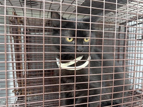 LALA, Adult Domestic Short Hair (short coat), cat for adoption in Friendswood, Texas
