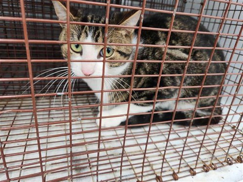 A654678, Young Domestic Short Hair / Mixed (medium coat), cat for adoption in Friendswood, Texas