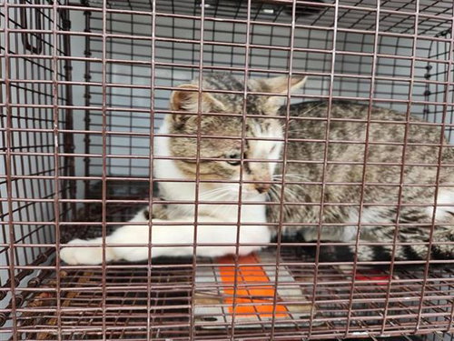 A654679, Adult Domestic Short Hair / Mixed (medium coat), cat for adoption in Friendswood, Texas