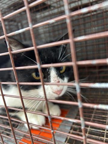 A654680, Adult Domestic Short Hair / Mixed (short coat), cat for adoption in Friendswood, Texas