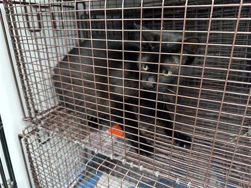 A654698, Adult Domestic Short Hair (short coat), cat for adoption in Friendswood, Texas