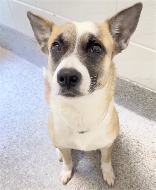 A654699, an adoptable Australian Cattle Dog in Houston, TX