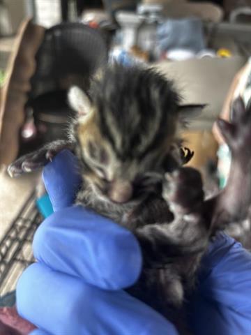 A654689, Baby Domestic Short Hair (short coat), cat for adoption in Friendswood, Texas