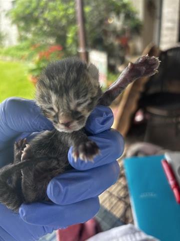 A654690, Baby Domestic Short Hair (short coat), cat for adoption in Friendswood, Texas