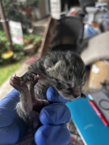 A654691, Baby Domestic Short Hair (short coat), cat for adoption in Friendswood, Texas