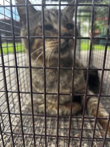 A654693, Adult Domestic Short Hair (short coat), cat for adoption in Friendswood, Texas