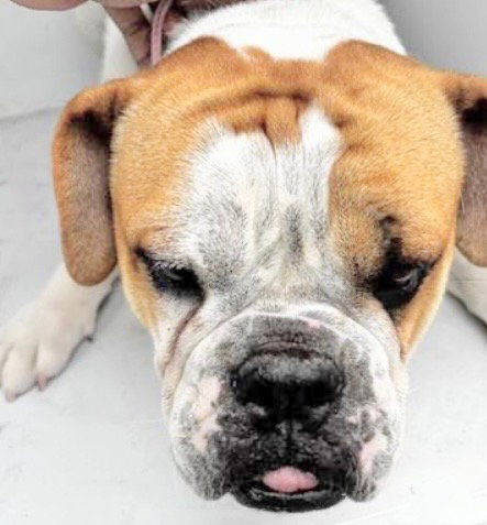 A654710, an adoptable Bulldog in Houston, TX
