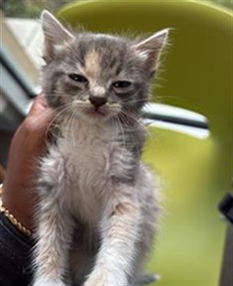 A652033, Baby Domestic Short Hair (medium coat), cat for adoption in Friendswood, Texas