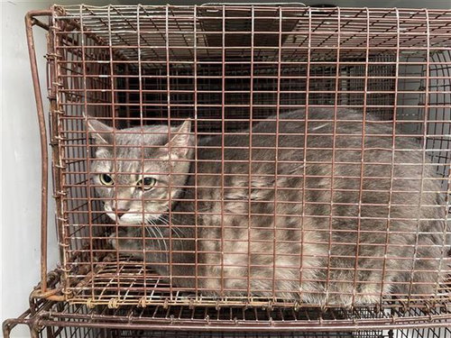 A654713, Adult Domestic Short Hair (medium coat), cat for adoption in Friendswood, Texas