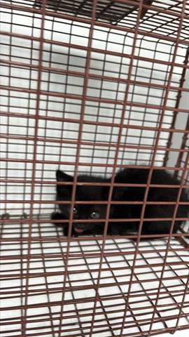 A654717, Baby American Shorthair (medium coat), cat for adoption in Friendswood, Texas