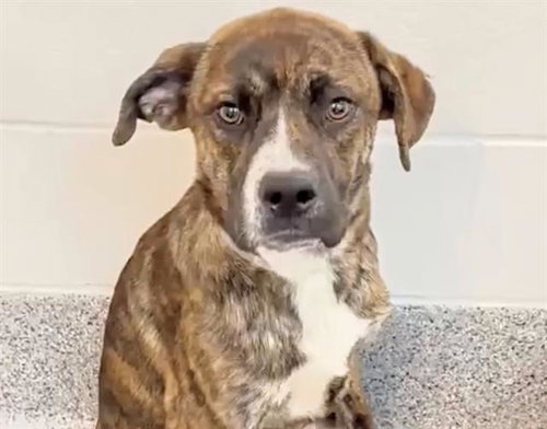 A654719, an adoptable Plott Hound in Houston, TX