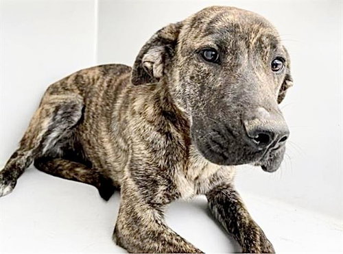 A654720, an adoptable Plott Hound in Houston, TX