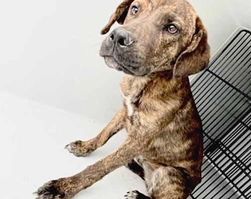 A654721, an adoptable Plott Hound in Houston, TX