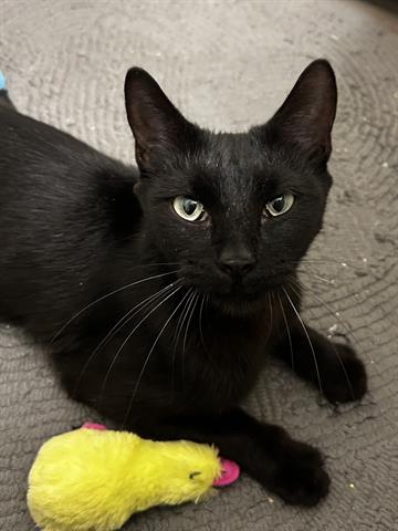 SAMANTHA, Young Domestic Short Hair (medium coat), cat for adoption in Friendswood, Texas