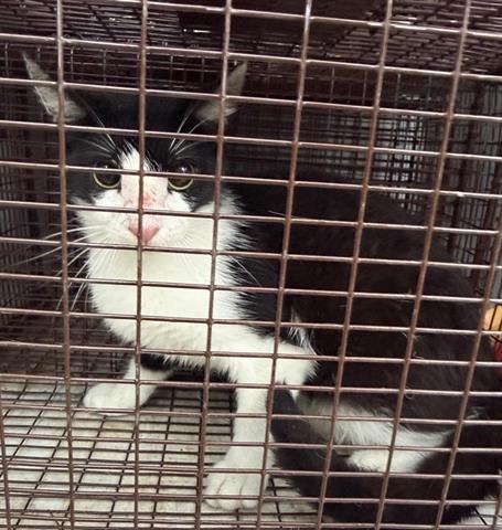A654725, Adult Domestic Short Hair (short coat), cat for adoption in Friendswood, Texas
