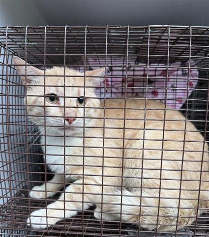 A654728, Adult Domestic Short Hair (short coat), cat for adoption in Friendswood, Texas