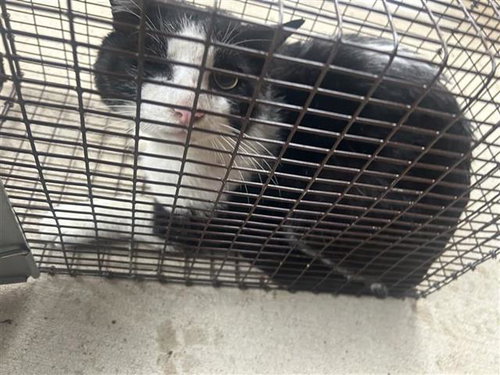 A654729, Adult Domestic Short Hair (short coat), cat for adoption in Friendswood, Texas