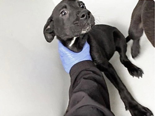 A654735, an adoptable Labrador Retriever in Houston, TX
