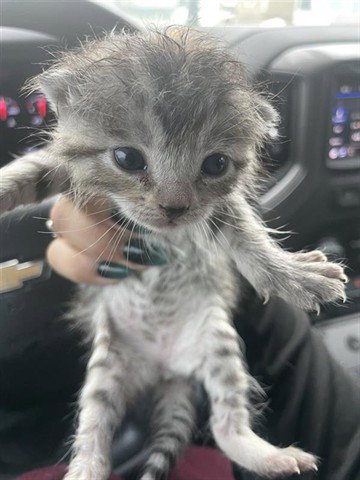 A654744, Baby Domestic Short Hair (short coat), cat for adoption in Friendswood, Texas