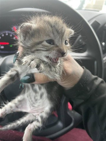 A654747, Baby Domestic Short Hair (short coat), cat for adoption in Friendswood, Texas