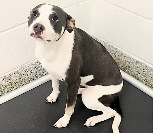 FOXTROT, an adoptable Labrador Retriever in Houston, TX