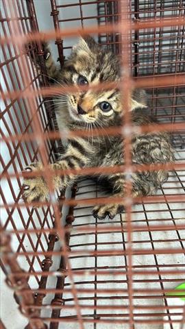 A654740, Baby Domestic Short Hair (medium coat), cat for adoption in Friendswood, Texas
