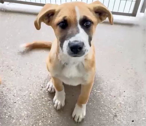 MICHELLE, an adoptable Boxer in Houston, TX