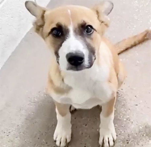 KELLY, an adoptable Boxer in Houston, TX