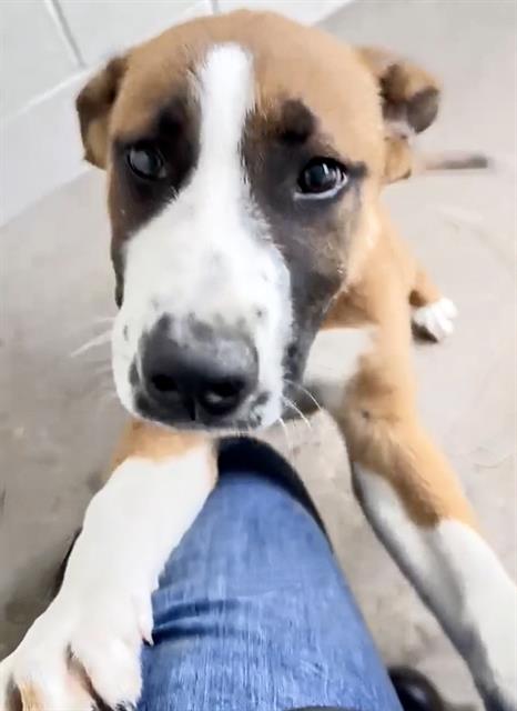 BEYONCE, an adoptable Boxer in Houston, TX