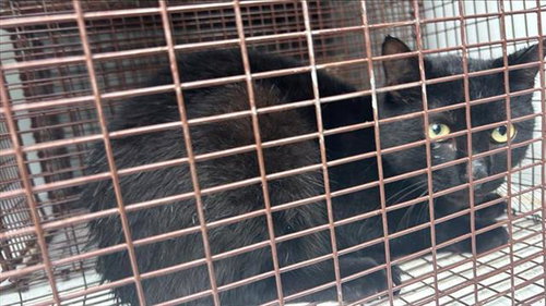 A654755, Adult Domestic Short Hair (medium coat), cat for adoption in Friendswood, Texas